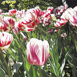 Tulipán doble tardío 'Carnaval de Nice'
